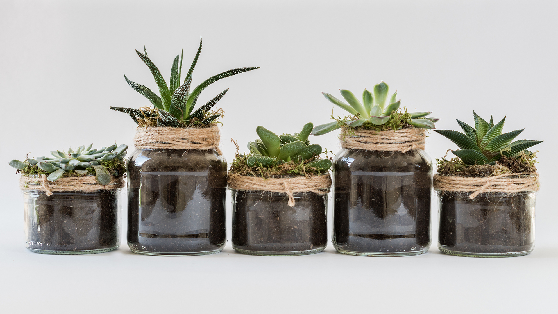 moving mx blog Cuidados de plantas recién germinadas durante una mudanza 